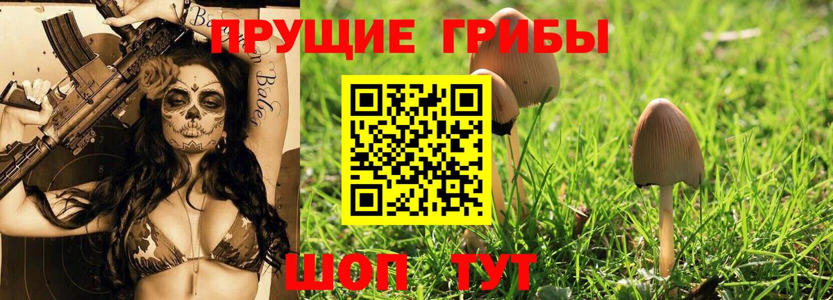 Алексеевка  Псилоцибиновые грибы Cubensis  Вход с VPN 